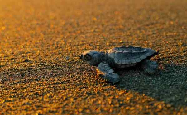 CARETTA CARETTA